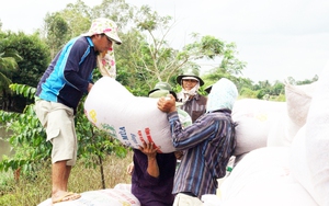 Hai loại hạt này của Việt Nam bán đắt hàng nhờ Trung Quốc, Mỹ tăng tốc thu mua