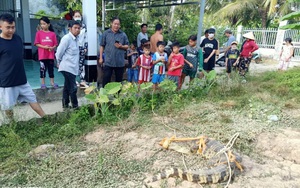 Người dân bắt được cá sấu nặng 20kg trong sân nhà ở Bạc Liêu