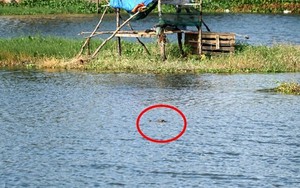 Cá sấu bất ngờ xuất hiện trên kênh, một xã của tỉnh Bạc Liêu ra thông báo khẩn