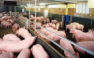 Ngành chăn nuôi lợn bao giờ thoát thế "gọng kìm"?