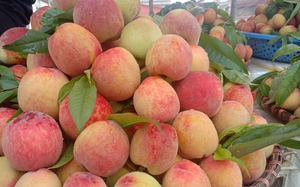 Nắng nóng đến, loại quả ngon này ở Bắc Hà vào mùa, giá bán cao nhất là 60.000 đồng/kg