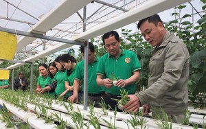 Vốn Quỹ HTND tiếp sức, nông dân Tuyên Quang đầu tư mô hình trồng rau thuỷ canh 
