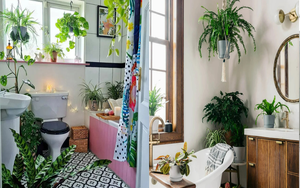 6 cây cảnh "đánh bay mùi hôi", trồng trong phòng tắm tươi đẹp, tốt cho sức khỏe