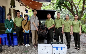 Vườn quốc gia Cúc Phương tiếp nhận 91 con rùa Sa nhân từ tỉnh Lạng Sơn