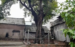 Một cây cổ thụ bên mái chùa cổ ở Bắc Giang, sống qua hơn 3 thế kỷ vẫn "chửa đẻ", quả chín thơm khắp làng