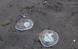 Thực hư hình ảnh sứa nằm xếp lớp dọc bờ sông Hàn Đà Nẵng