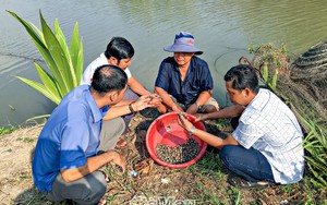 Nuôi con &quot;bổ thận tráng dương&quot; bán làm giống, nông dân Cà Mau kiếm cả trăm triệu đồng