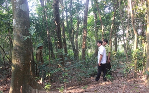 Một khu rừng nguyên sinh "lạ lắm" ở Quảng Bình, rừng mọc giữa khu dân cư, cả làng cùng bảo vệ
