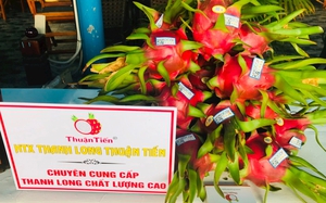 HTX Thuận Tiến ở Bình Thuận với hành trình bán trái thanh long GlobalGAP sang châu Âu, châu Úc