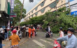 Clip: Cây to đổ làm một phụ nữ đi đường bị thương nặng ở Đắk Lắk 