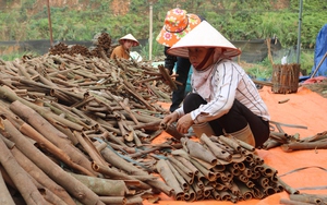 Trồng thứ cây thơm từ gốc lên ngọn, một HTX ở Lào Cai bán sản phẩm sang 9 quốc gia