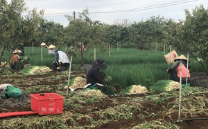 Chuyện lạ Lâm Đồng, ở nơi này, một ông nông dân trồng rau để &quot;nuôi cây tiền tỷ&quot;