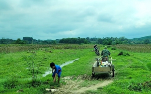 Trồng nho hạ đen, loại cây không hạt trên đất ven biển Hà Tĩnh, treo la liệt quả, cả làng bất ngờ - Ảnh 10.