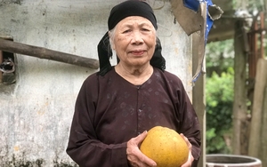 Nông dân U90 hé lộ bí truyền trồng cây ra quả đặc sản Hà Nội, năm nào khách cũng &quot;đặt gạch&quot; mua hết