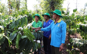 Chủ vườn cà phê 3 tầng ở Đắk Lắk tiết lộ cách ngăn tình trạng &quot;hoa chanh&quot;, năng suất cao nhất vùng