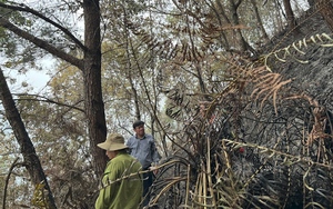 Sơn La: Cán bộ kiểm lâm bị thương nặng khi tham gia chữa cháy rừng