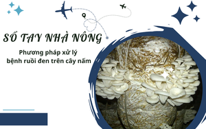 SỔ TAY NHÀ NÔNG: Phương pháp xử lý bệnh ruồi đen trên cây nấm sò