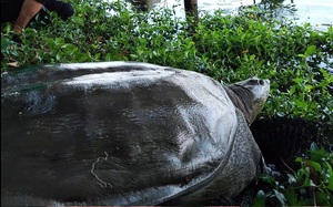 Những nguyên nhân có thể dẫn đến cái chết của rùa mai mềm ở hồ Đồng Mô