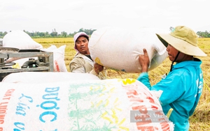 Nghịch lý xuất khẩu gạo tăng nóng nhưng nông dân chưa hưởng được bao nhiêu