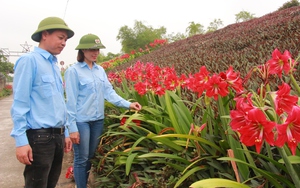 Nông thôn mới Nam Định: Bước ra triền đê gặp hàng hoa chiều tím, loa kèn, ai cũng phấn khởi