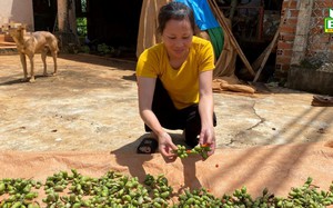 Thứ cây đang hot trồng ra loại hạt bán đắt đỏ này ở Đắk Nông, ngành chức năng đang ra cảnh báo