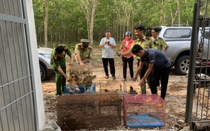 Hàng trăm cá thể động vật quý hiếm bị nhốt tại nhà hàng, quán ăn được giải cứu 