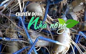 Chuyển động Nhà nông 27/4: Nắng nóng làm bùng phát nhiều dịch bệnh trên tôm nuôi ở Kiên Giang