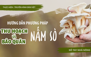 SỔ TAY NHÀ NÔNG: Hướng dẫn cách thu hoạch và bảo quản nấm sò