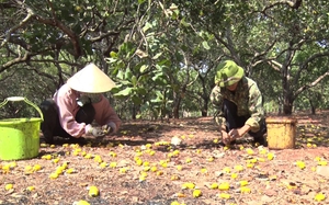 Loại cây ở nơi này của Gia Lai trước nhặt hạt mỏi tay, nay thất thu kép liên tục, nông dân chán nản