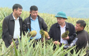 Lên đồi ở Lai Châu chợt ngửi thấy mùi thơm khắp nơi, hóa ra thứ quả ngon này đang chín rồi