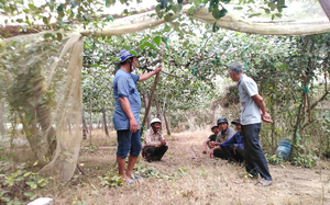 Nông dân trồng táo bị thiệt hại do “bão bụi”ở Ninh Thuận đã nhận được tiền hỗ trợ