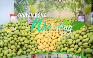 Chuyển động Nhà nông 28/4: Hôm nay khai mạc Lễ hội Xoài Đồng Tháp 2023