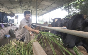 Nuôi giống bò "siêu to khổng lồ", chăm thì nhàn thôi, một nông dân ở Quảng Nam lãi lớn