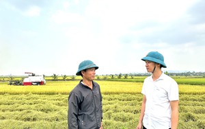 Thông tin mới nhất vụ hơn 200 ha lúa ở vựa lúa lớn nhất tỉnh Đắk Nông bị nghẽn bông, lép hạt