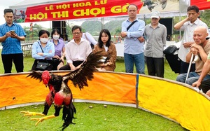 Hội Nông dân tỉnh Ninh Bình tổ chức thi chọi gà tại lễ hội Hoa Lư