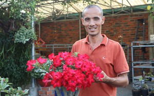 Vườn hoa sứ của một nông dân đất Tây Ninh, ngắm thôi đã mê lắm rồi, hỏi chuyện ai cũng phục sát đất