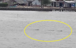 Một đàn cá heo bơi ở cửa biển Gành Hào của Bạc Liêu, dân tình kéo đến quay clip, chụp ảnh