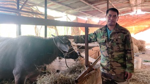 Nông dân giỏi người K’Ho ở Lâm Đồng làm giàu nhờ nuôi trâu dưới chân núi Lang Biang