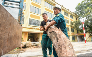 Sau khi Dân Việt phản ánh, hàng cây trên con đường trăm tỷ mới mở ở Hà Nội được nhổ bỏ