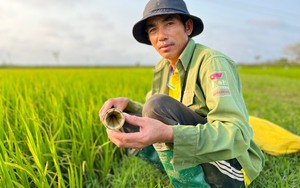 Video: Cùng xem nông dân Quảng Bình trổ tài bẫy lươn đồng thu tiền triệu mỗi đêm