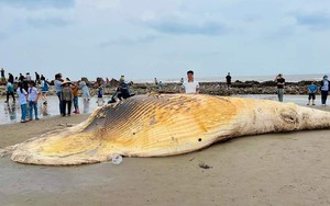 Phát hiện xác cá voi nặng trên 5 tấn trôi dạt vào bờ biển Nam Định