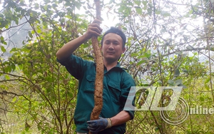Thứ củ rừng cực ngon, xưa ăn chống đói, đào mệt bở hơi tai, nay ở Quảng Bình đào được củ dài gần 2m