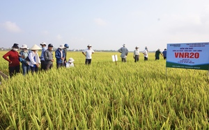 Bộ tứ lúa giống của Vinaseed “tỏa sáng” rực rỡ trên nhiều chân đất, nông dân xứ Quảng mê mẩn