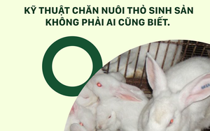 SỔ TAY NHÀ NÔNG: Kỹ thuật chăn nuôi thỏ sinh sản không phải ai cũng biết