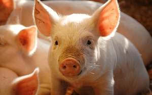 Lộ cơ sở kéo giá lợn hơi tăng 5%, giữa BAF, HAG, DBC đâu là lựa chọn cho các nhà đầu tư?