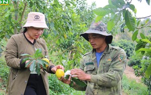 Đánh liều trồng thứ trái lạ, ai thấy cũng thích cắn, một nông dân Đắk Nông có thu nhập cao