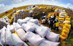 Dự báo sản lượng gạo Trung Quốc giảm hơn 3 triệu tấn trong năm 2023, cơ hội lớn các DN Việt Nam