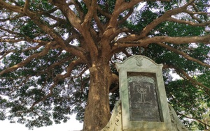 Cây trôi cổ thụ gần 800 năm tuổi sai trĩu quả ở Quốc Oai (Hà Nội)