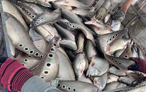 Một loại cá ngon ở Hậu Giang đang từ 100.000 đồng/kg giảm còn có 70.000 đồng/kg, vì sao nông dân vẫn lãi?