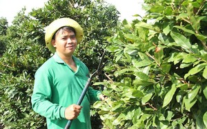 Vườn mai tiền tỷ của một nông dân Sài Gòn, vào vườn bát ngát bao la với 12.000 cây mai vàng